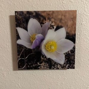 Photography will hanging art